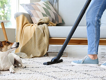Hidden Signs Your Home is Being Infested with Pets Hidden Signs Your Home is Being Infested with Pets
