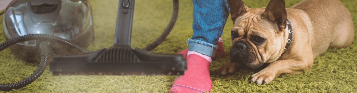 Picture of Safe and Effective Ways to Remove Pet Urine Stains from Wool Carpets